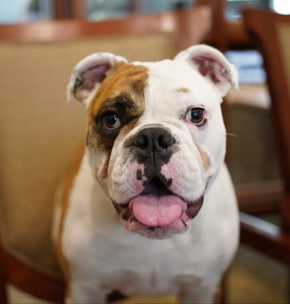 Bulldog sitting on a chair indoors.