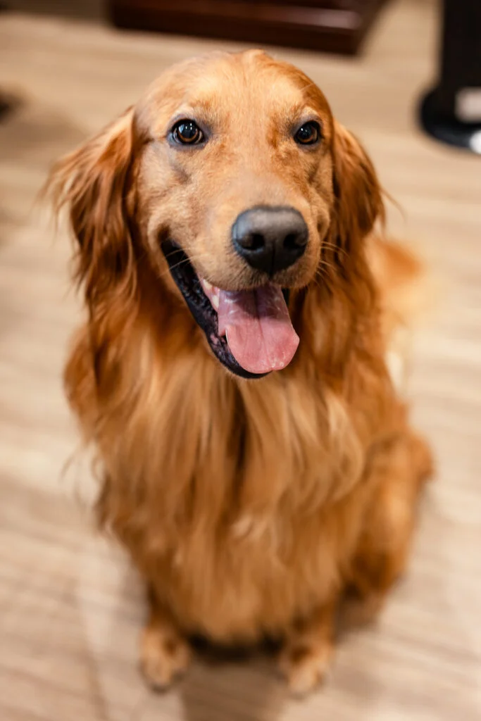 Golden retriever sitting indoors, tongue out.