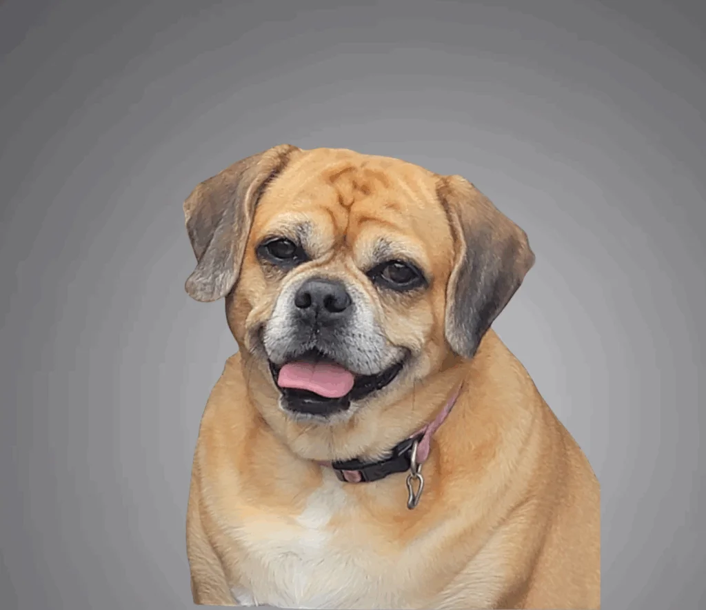 Portrait of a small tan and white dog with floppy ears and a short muzzle, sitting against a gray background and smiling with its tongue slightly out. The dog is named Coco.