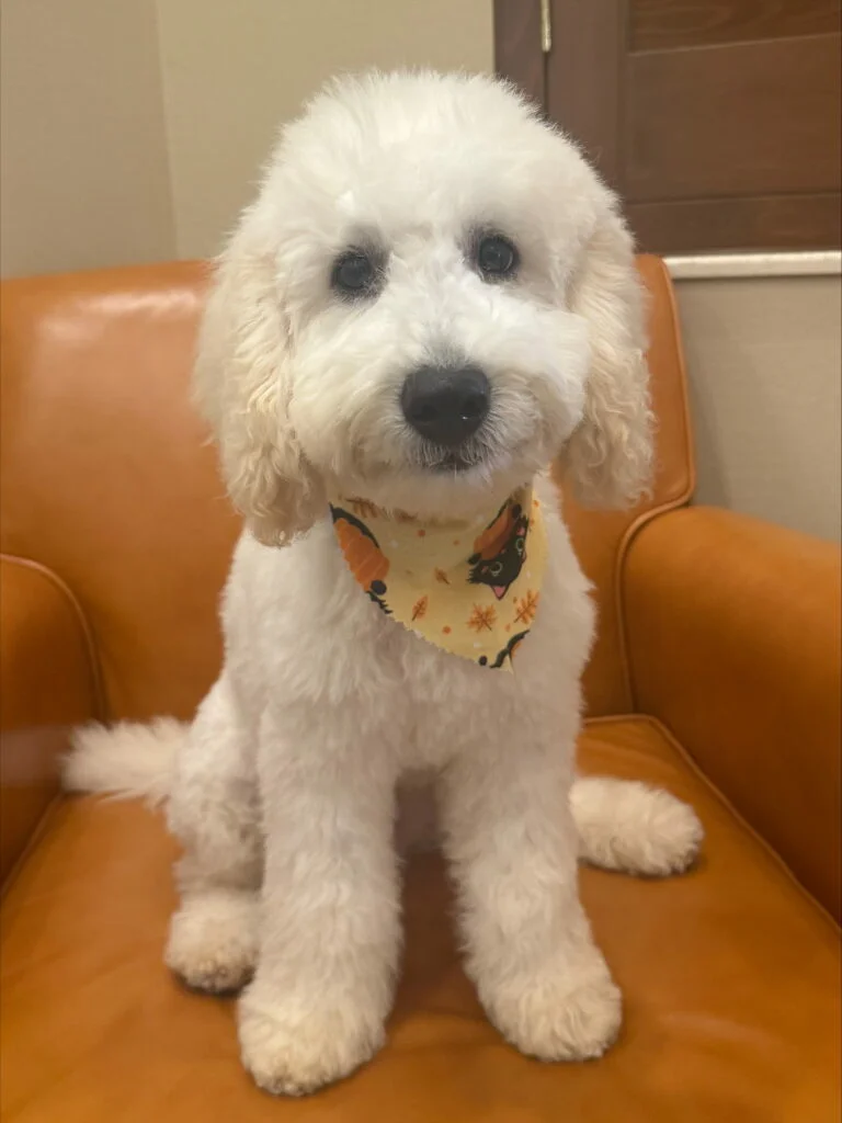 A fluffy white Mini Goldendoodle named Bear sitting on a tan leather chair. Bear has a soft, curly coat, dark round eyes, and wears a festive bandana with orange and black patterns, giving a cheerful and gentle expression.